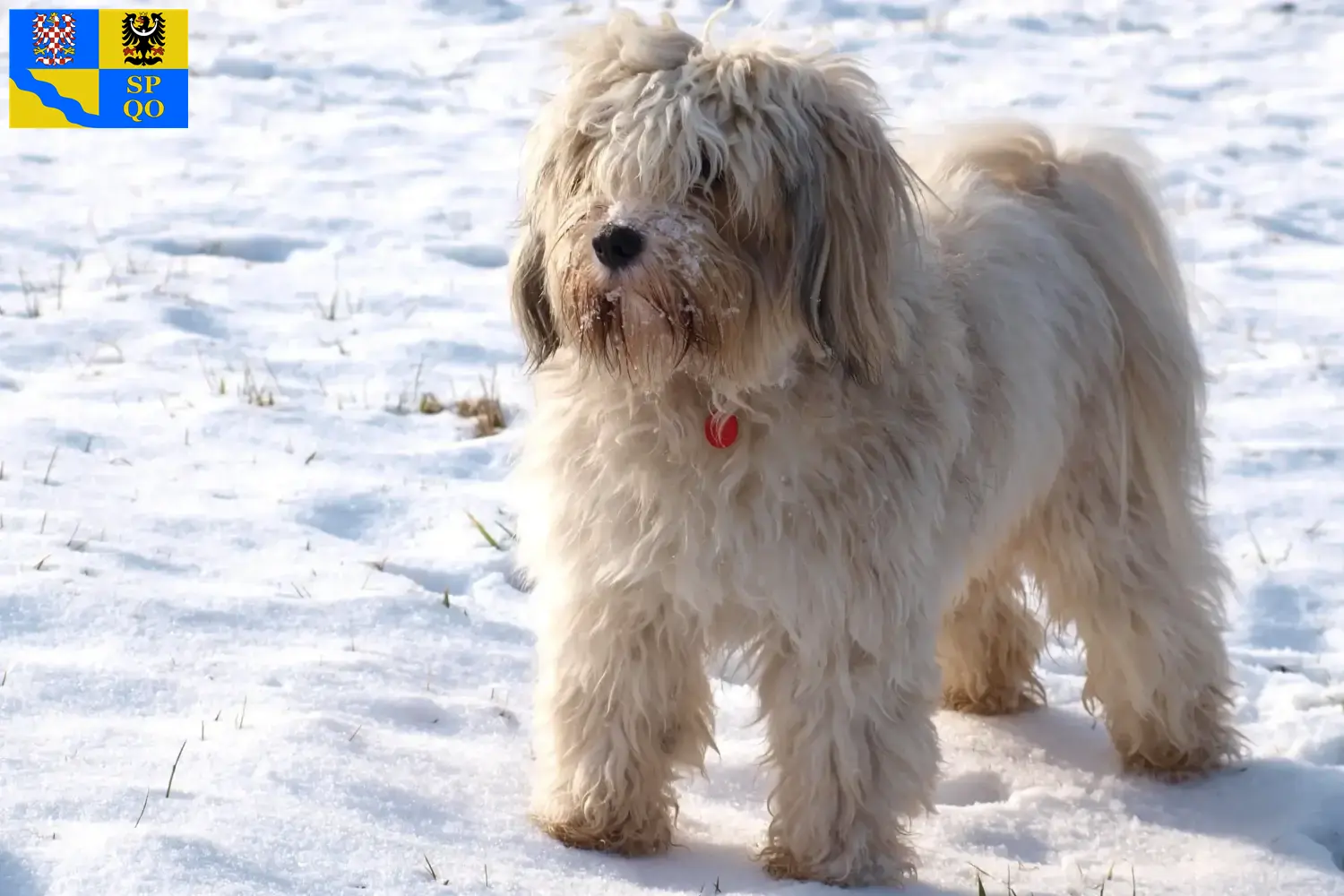 Tibetan Terrier puppies and breeders Olomouc Find Tibetan Terrier breeders in Olomouc here.