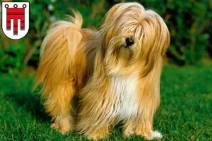 Read more about the article Tibetan Terrier breeders and puppies in Vorarlberg