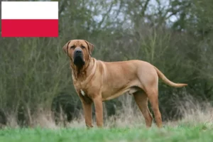 Read more about the article Tosa breeders and puppies in Poland