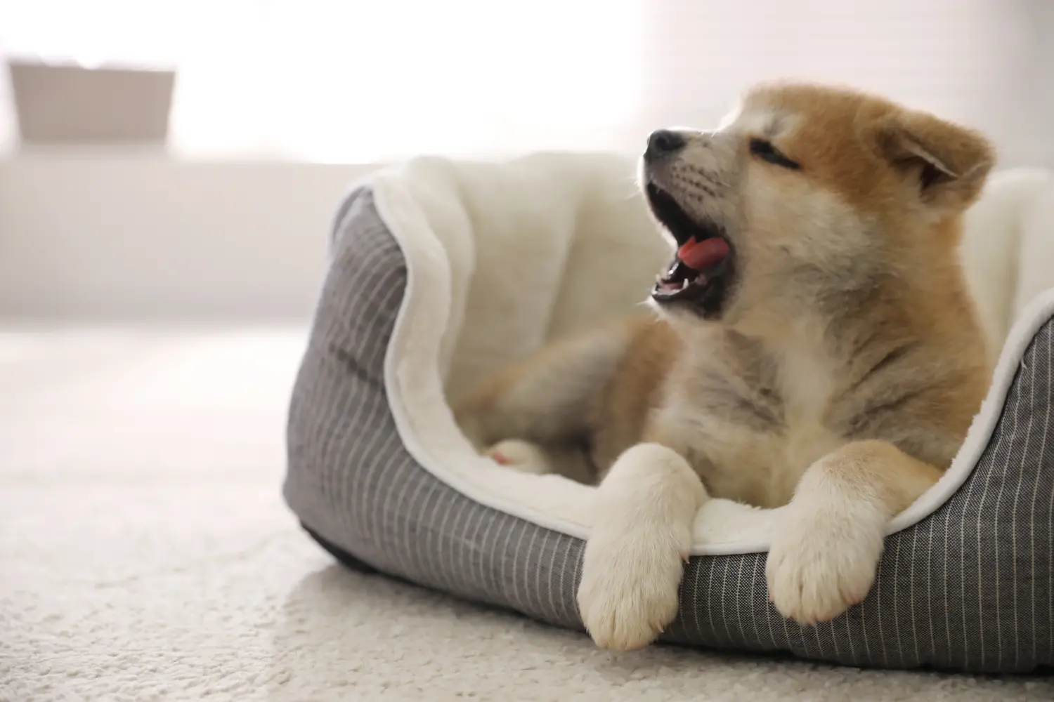 Buying an Akita puppy means taking responsibility! Buy Akita puppies.