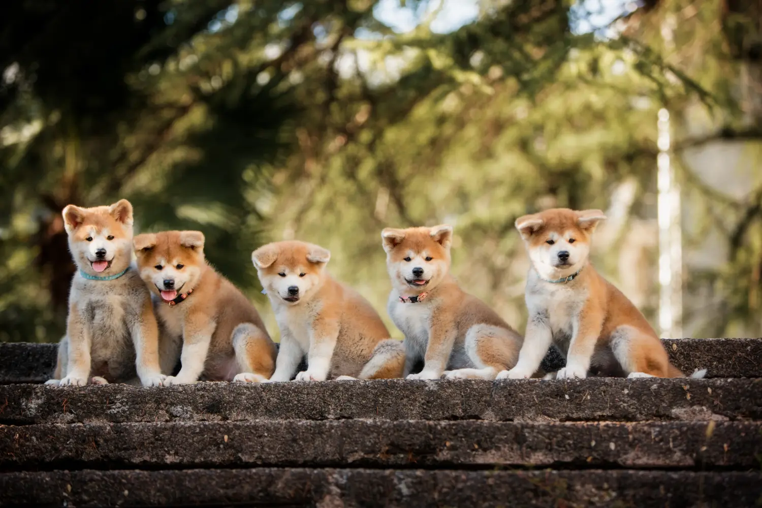 Buying an Akita puppy means taking responsibility! Buy Akita puppies.
