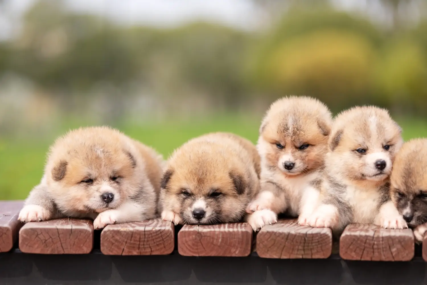 Buying an Akita puppy means taking responsibility! Buy Akita puppies.