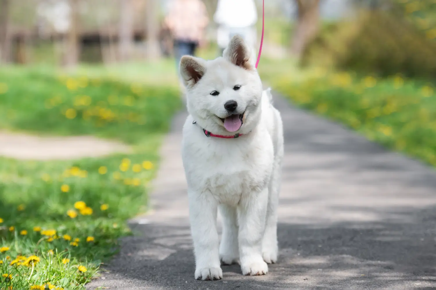 Buying an Akita puppy means taking responsibility! Buy Akita puppies.