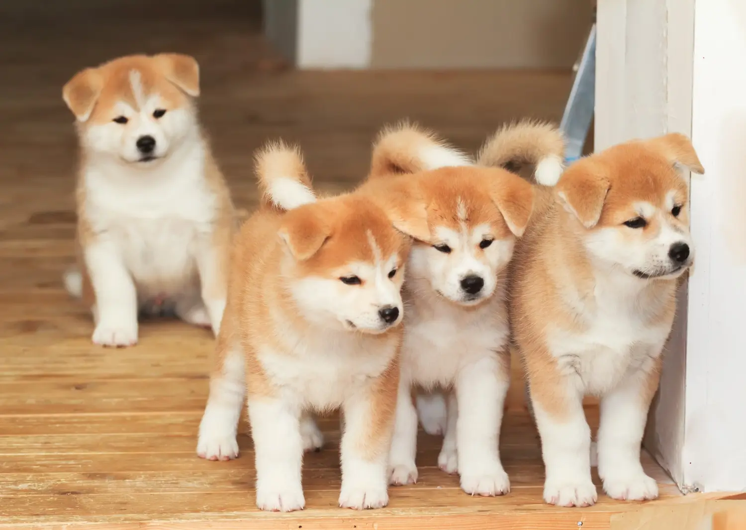 Buying an Akita puppy means taking responsibility! Buy Akita puppies.