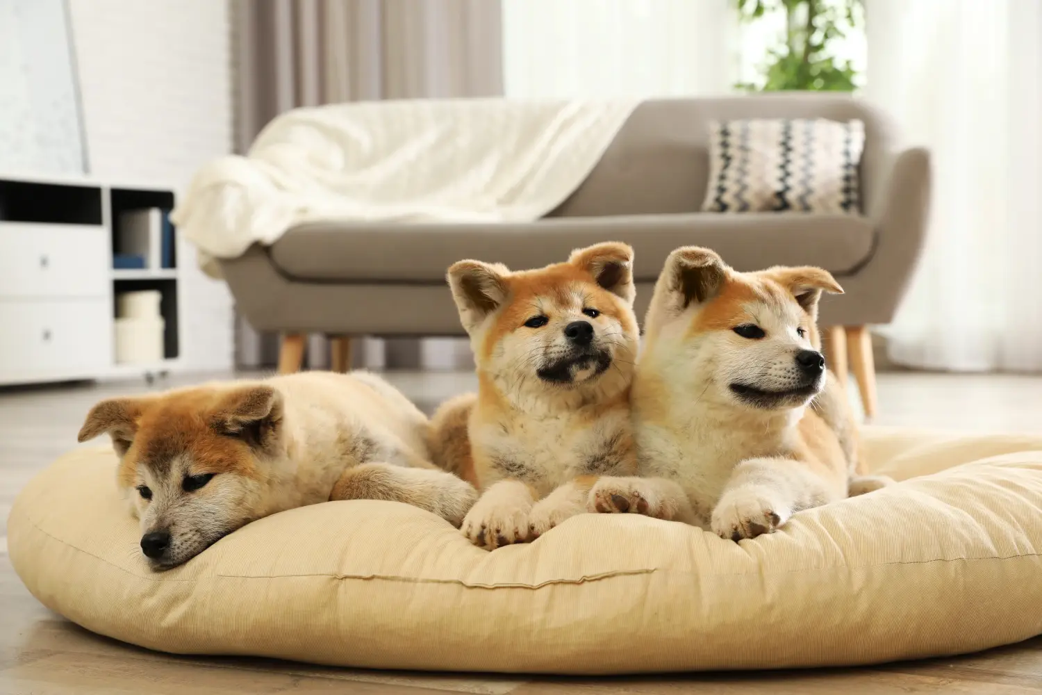 Buying an Akita puppy means taking responsibility! Buy Akita puppies.