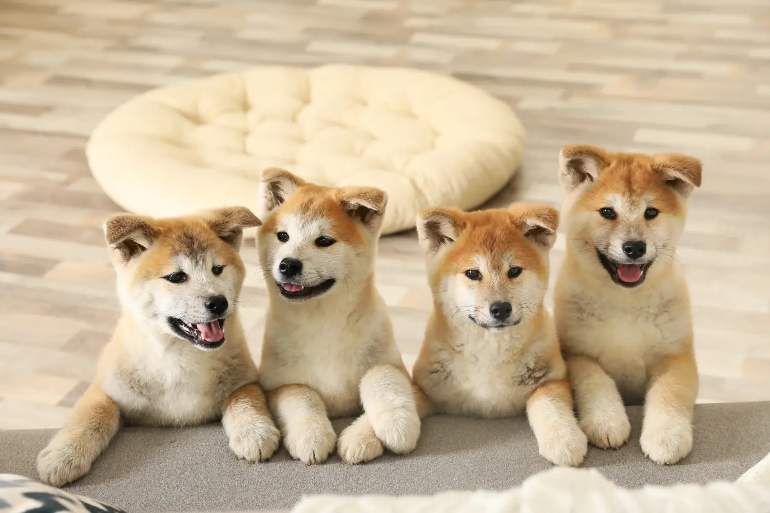 Buying an Akita puppy means taking responsibility! Buy Akita puppies.