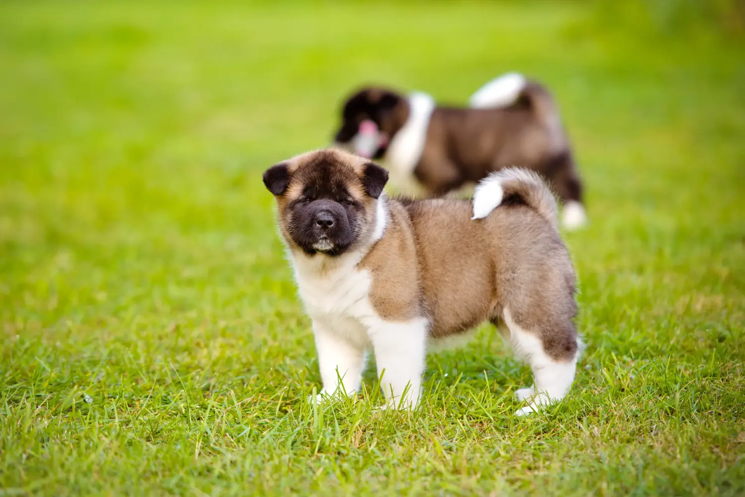 Buying an Akita puppy means taking responsibility! Buy Akita puppies.