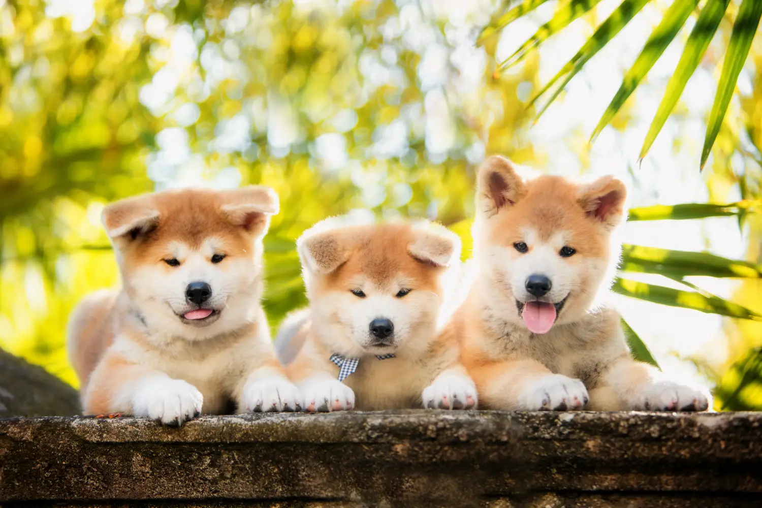 Buying an Akita puppy means taking responsibility! Buy Akita puppies.