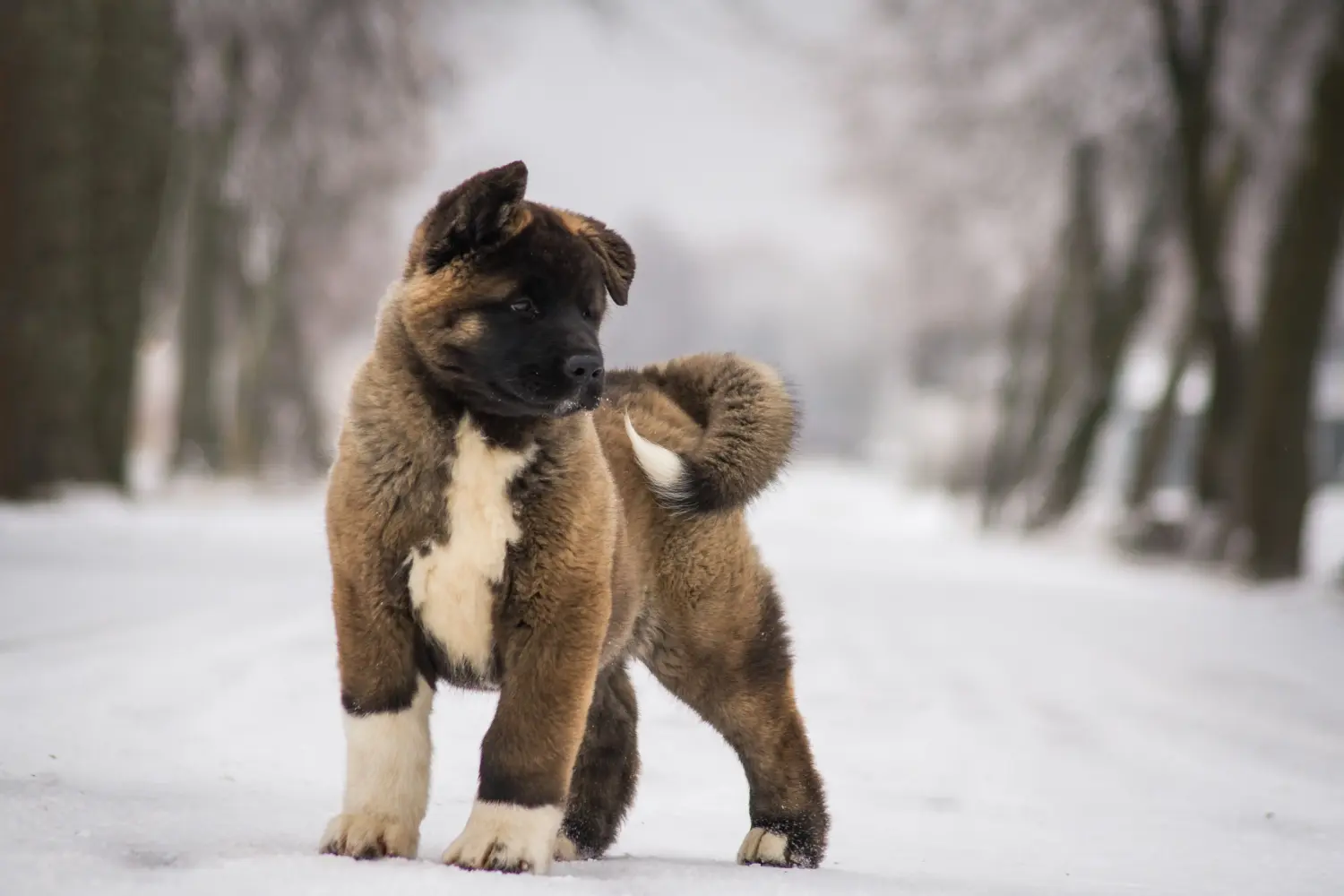 Buying an Akita puppy means taking responsibility! Buy Akita puppies.