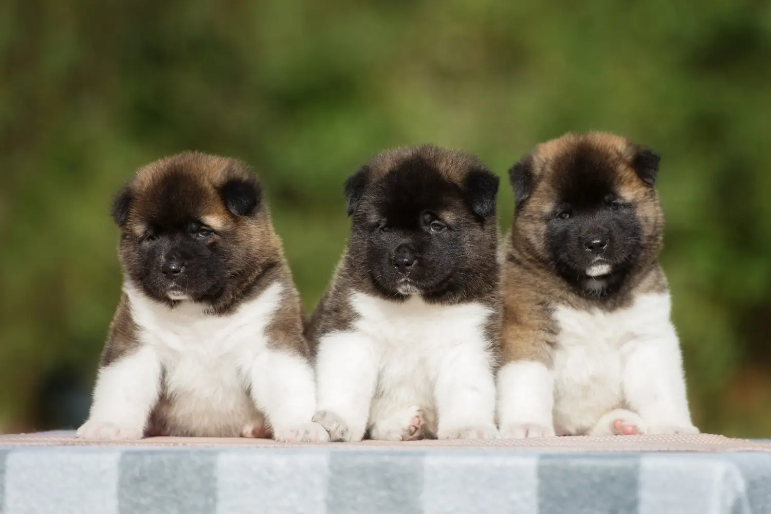 Buying an Akita puppy means taking responsibility! Buy Akita puppies.