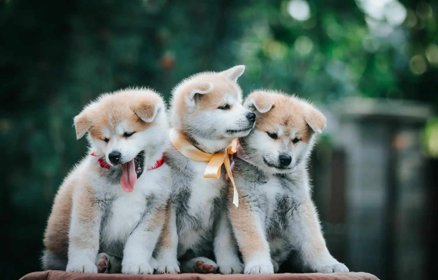 Buying an Akita puppy means taking responsibility! Buy Akita puppies.