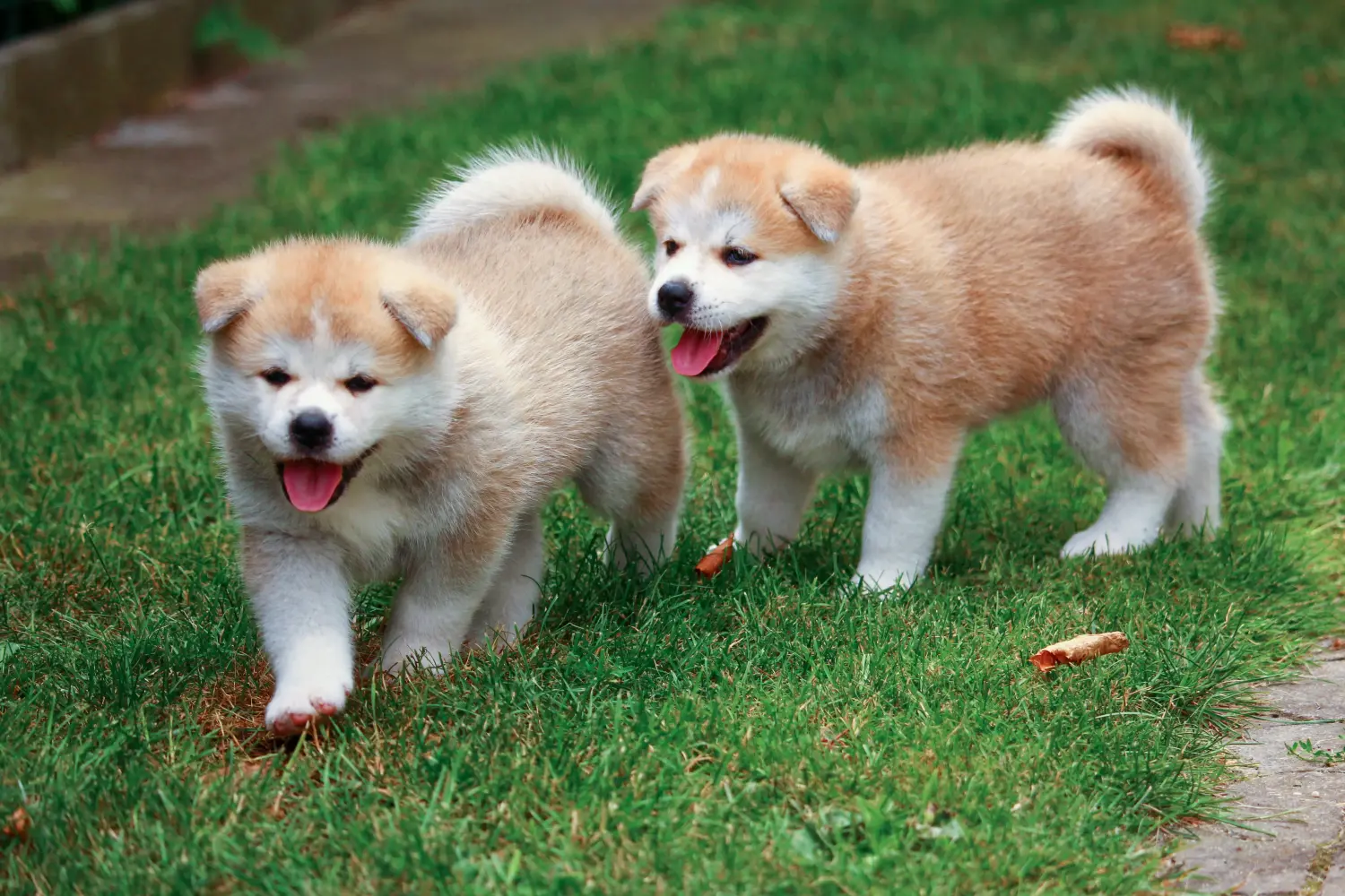 Buying an Akita puppy means taking responsibility! Buy Akita puppies.