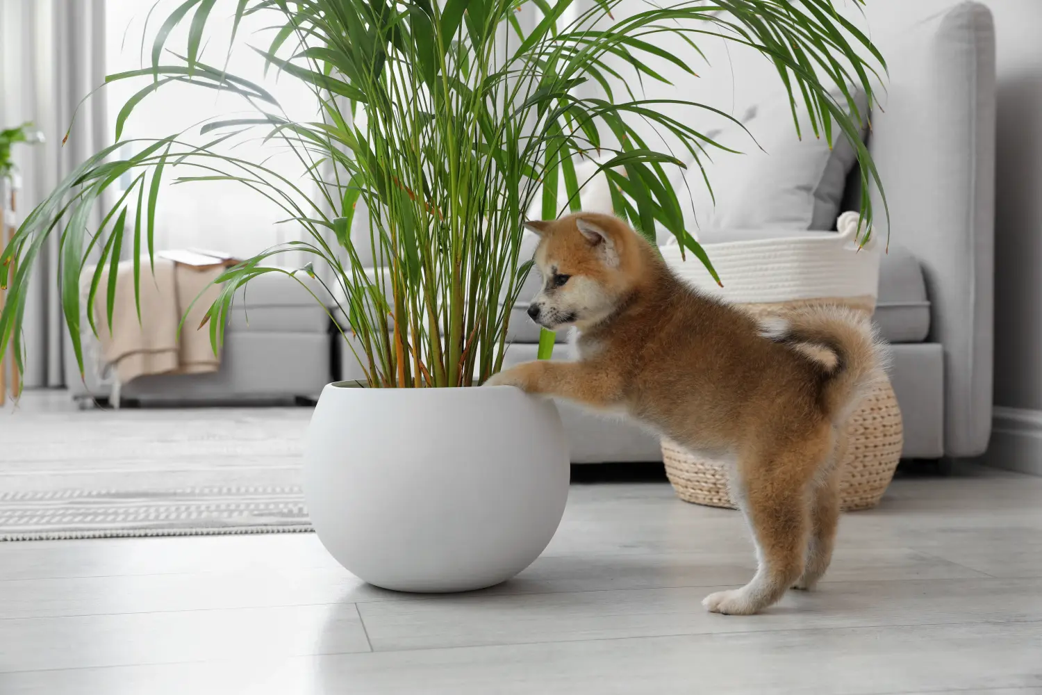 Buying an Akita puppy means taking responsibility! Buy Akita puppies.
