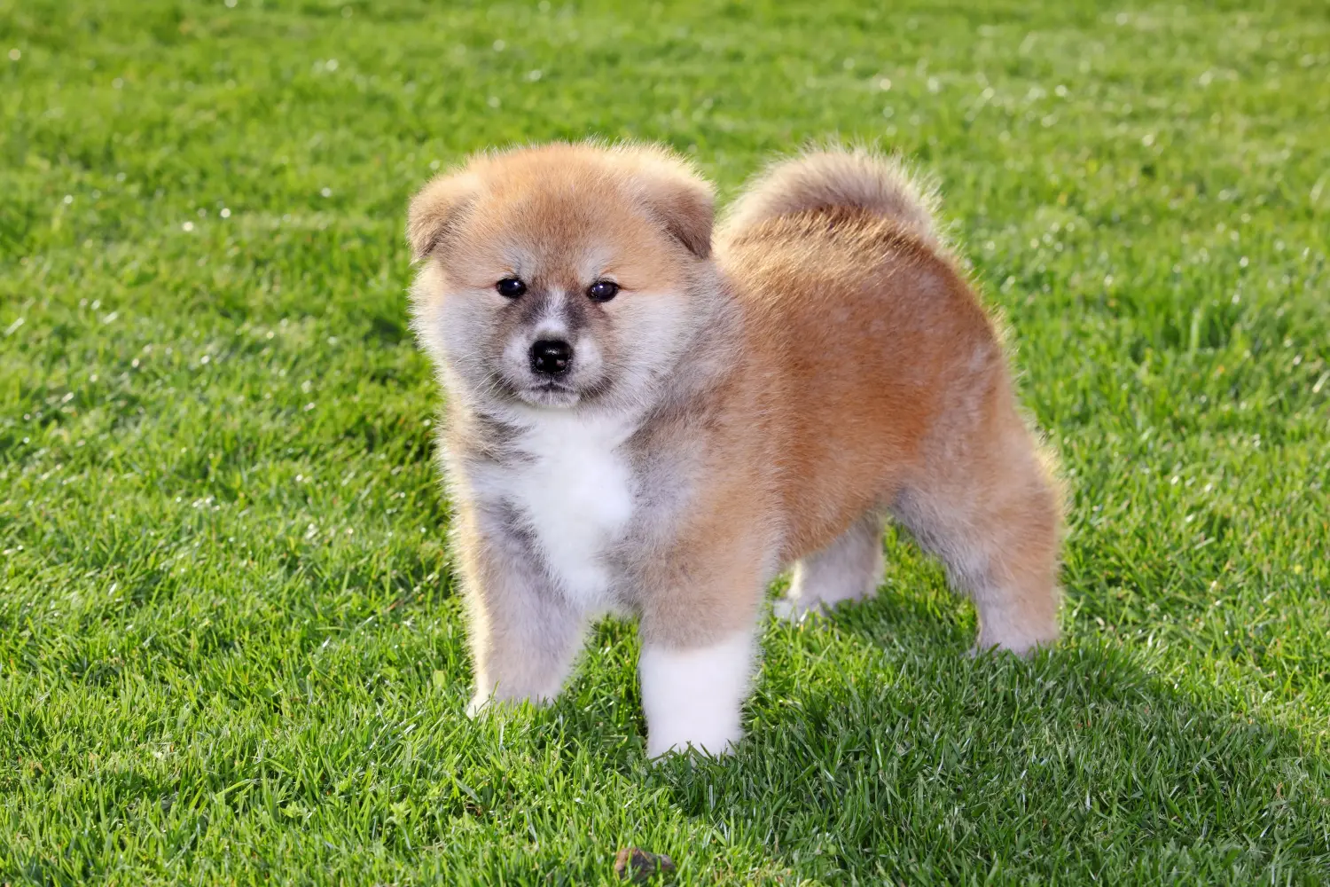 Buying an Akita puppy means taking responsibility! Buy Akita puppies.