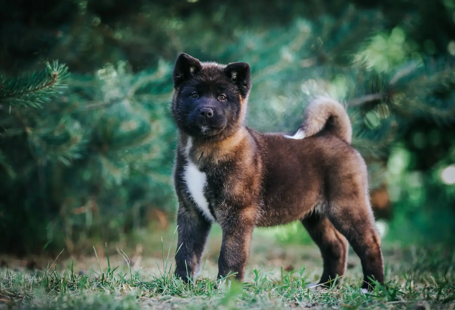 Buying an Akita puppy means taking responsibility! Buy Akita puppies.