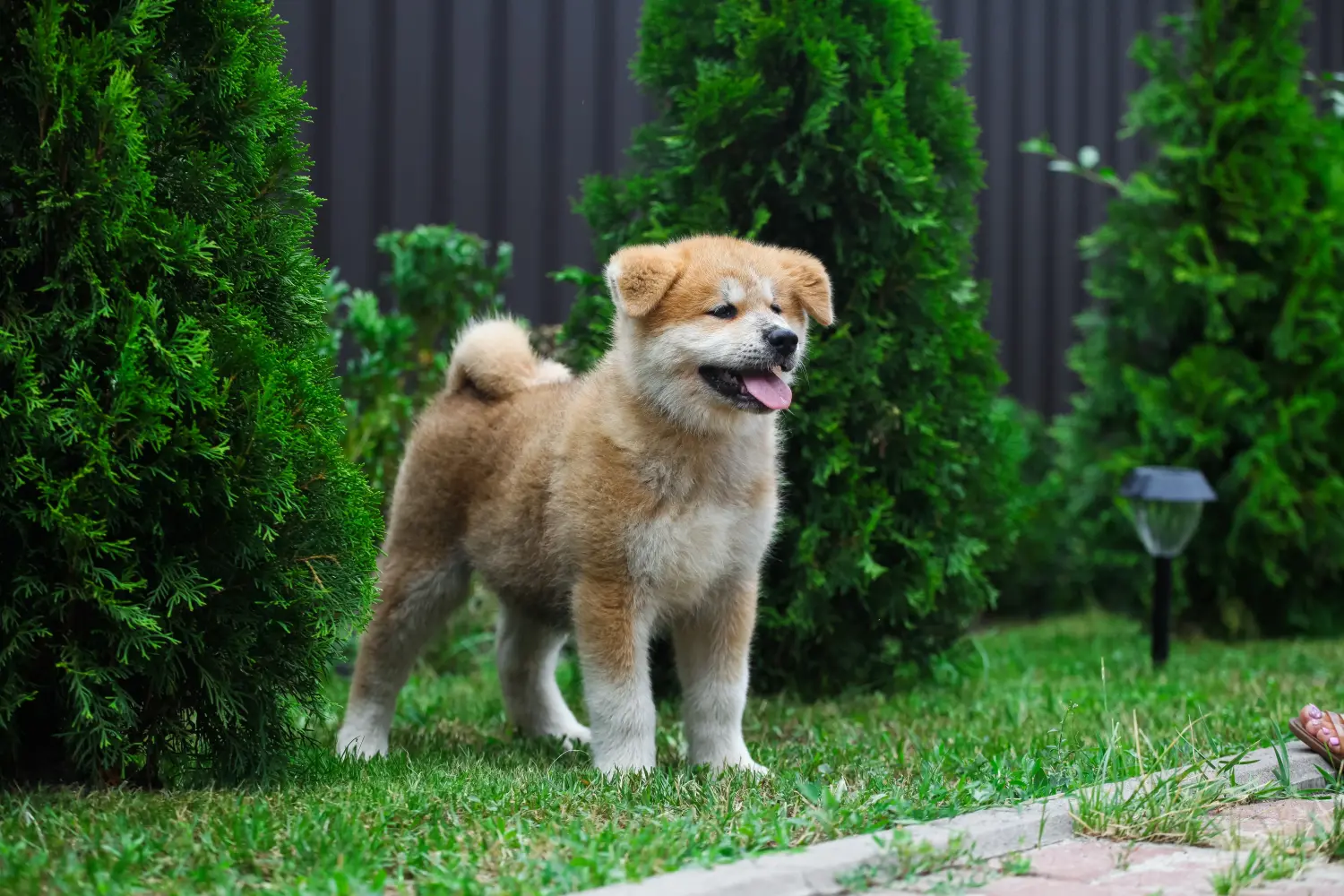 Buying an Akita puppy means taking responsibility! Buy Akita puppies.