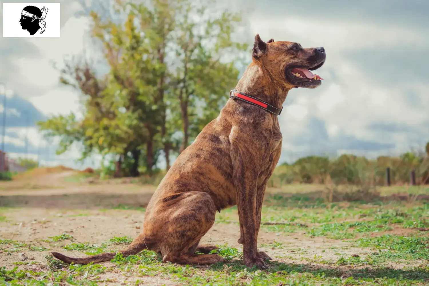 Alano Español puppies and breeders Corsica Here you can find Alano Españols breeders in Corsica.