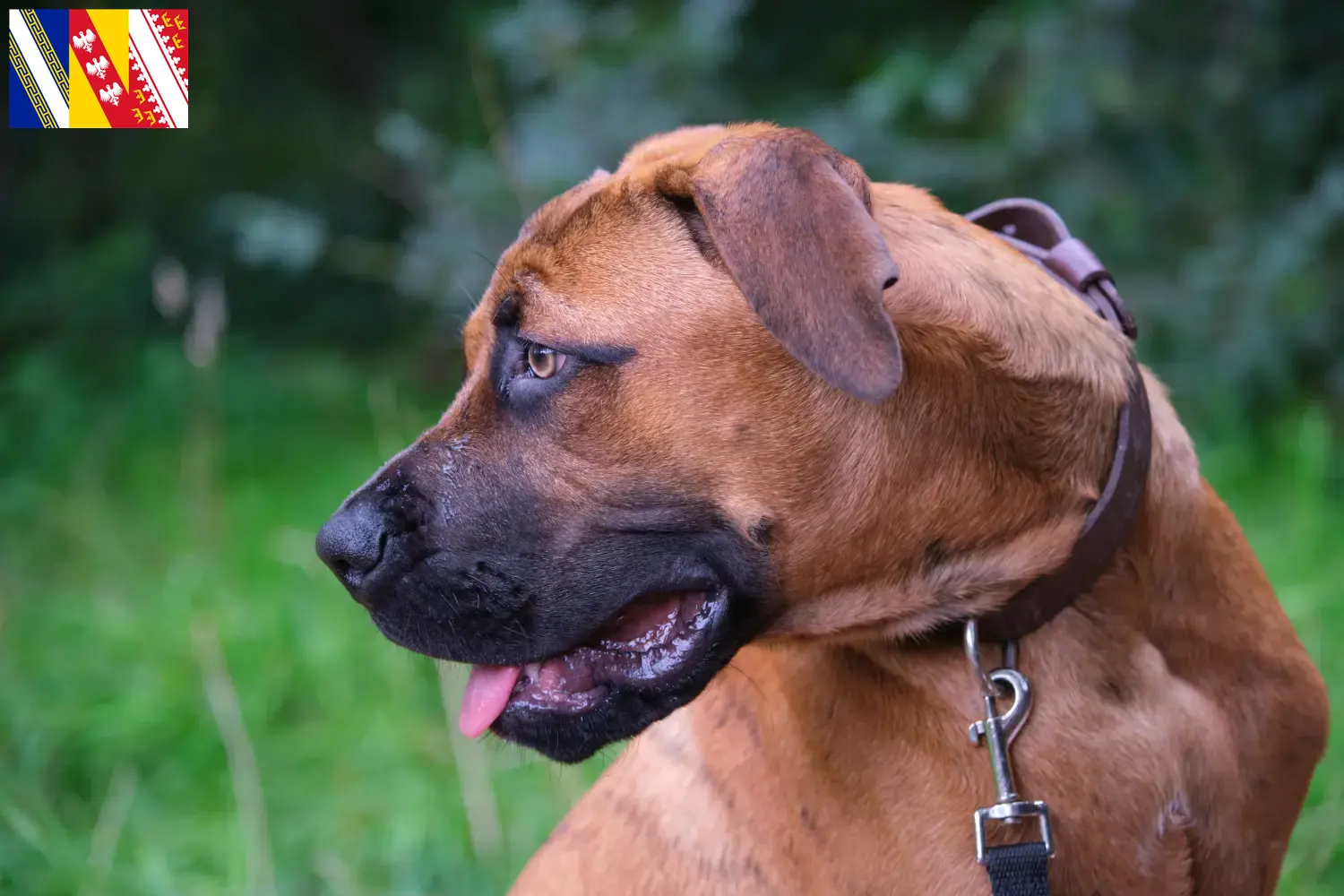 Alano Español puppies and breeders Grand Est Find Alano Españols breeders in Grand Est.