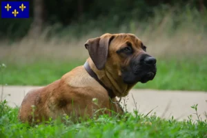 Read more about the article Alano Español breeders and puppies in Île-de-France