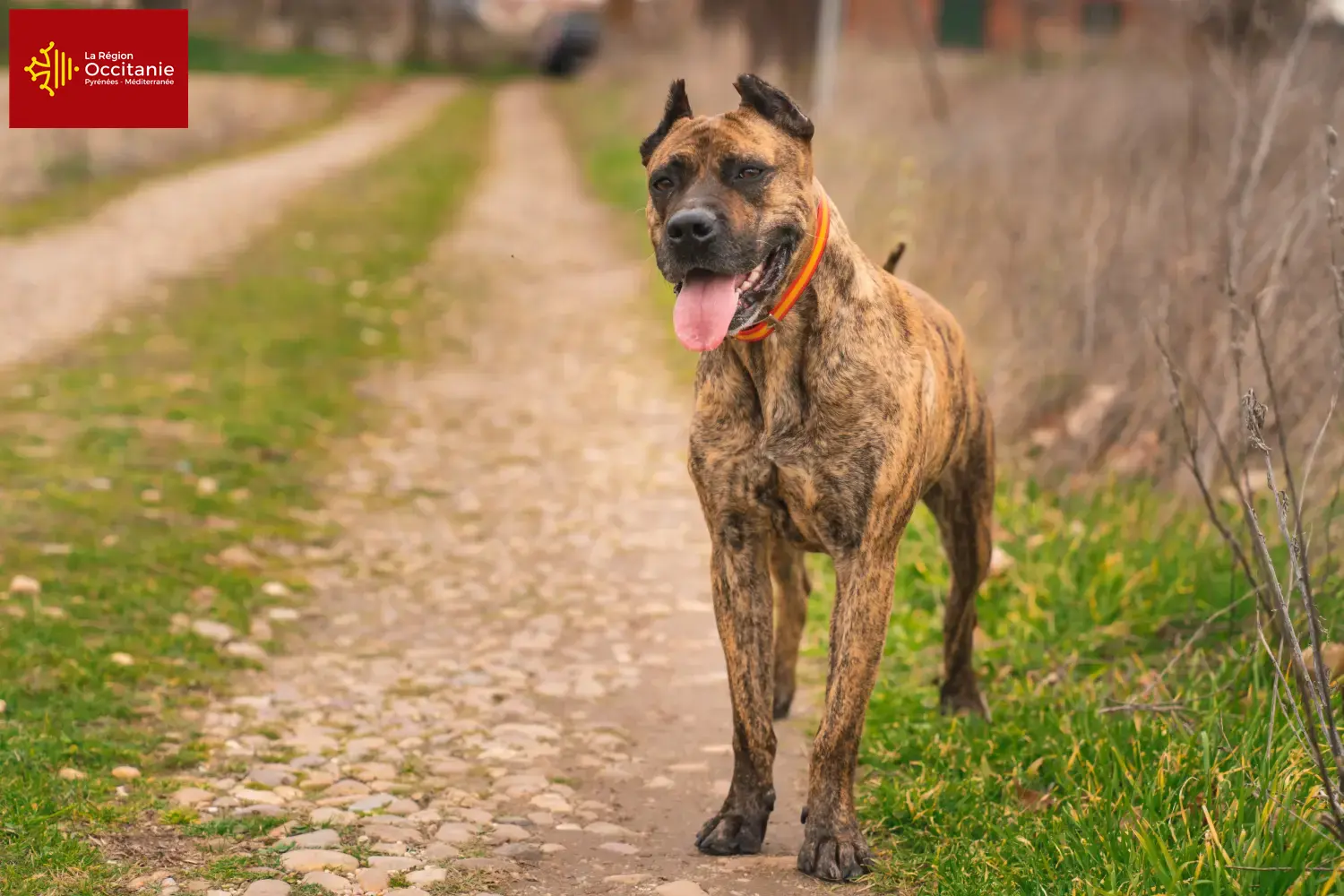 Read more about the article Alano Español breeders and puppies in Occitania