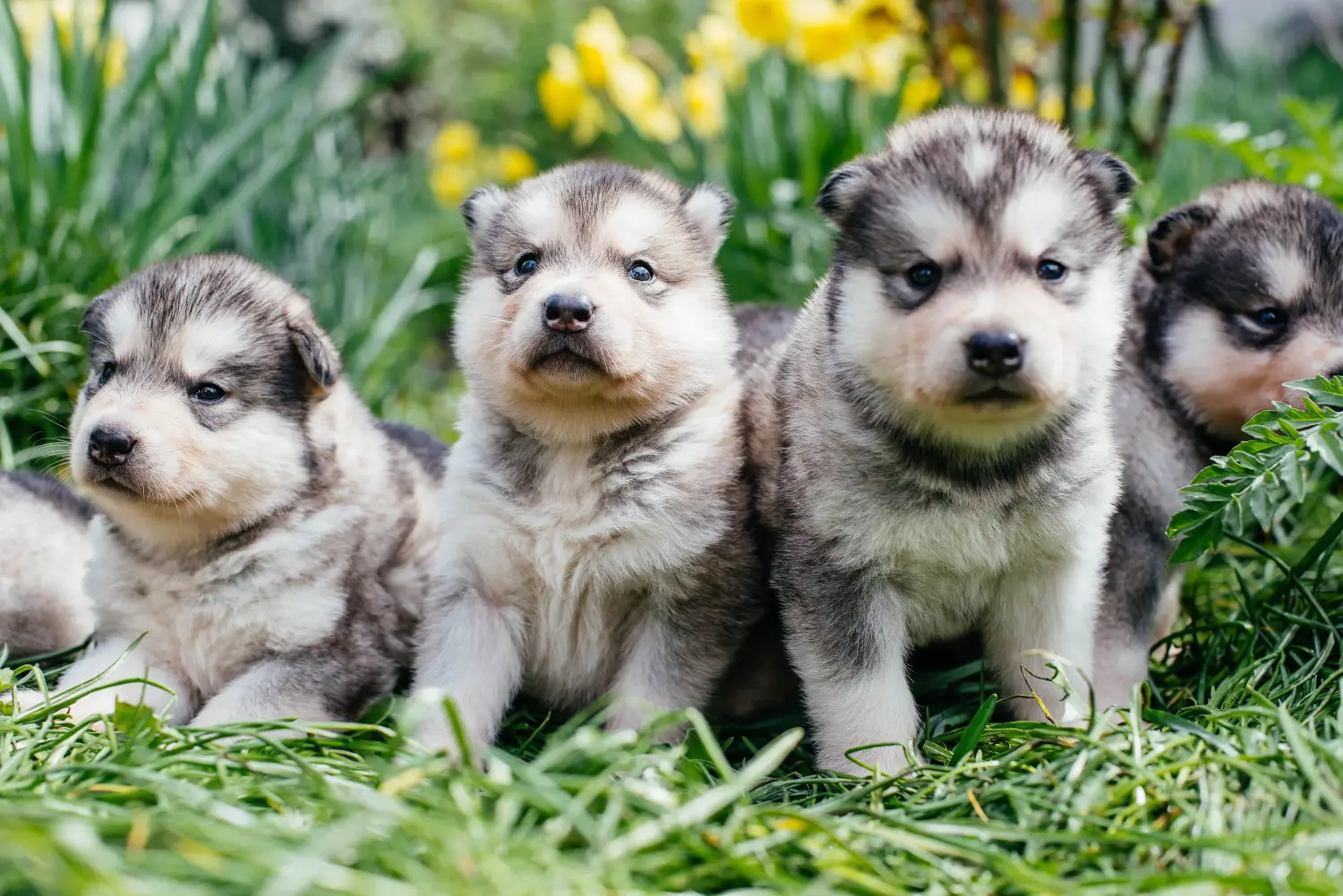 Buying an Alaskan Malamute puppy means taking responsibility! Buy Alaskan Malamute puppies.