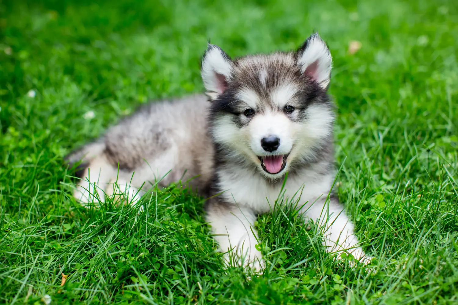 Buying an Alaskan Malamute puppy means taking responsibility! Buy Alaskan Malamute puppies.