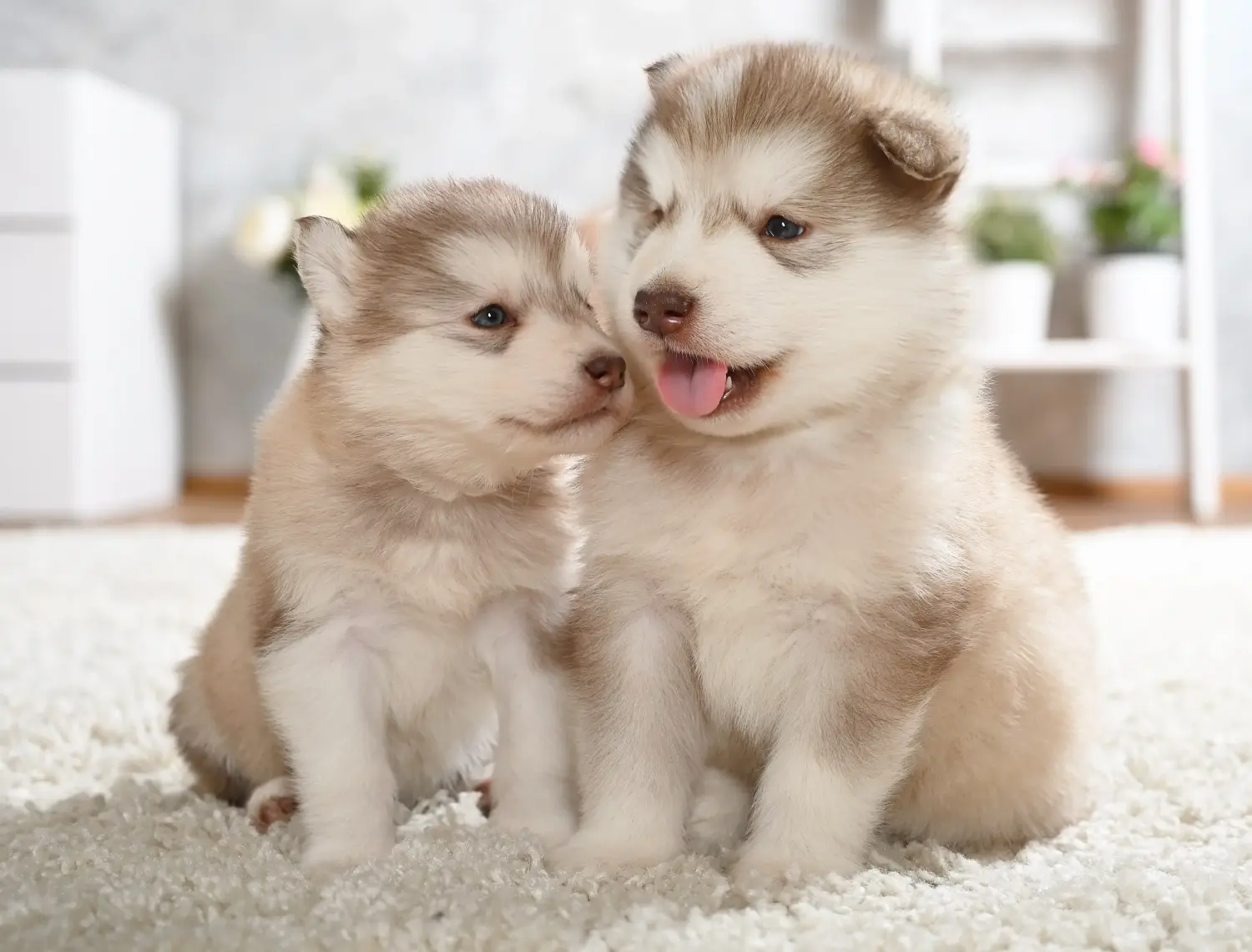 Buying an Alaskan Malamute puppy means taking responsibility! Buy Alaskan Malamute puppies.