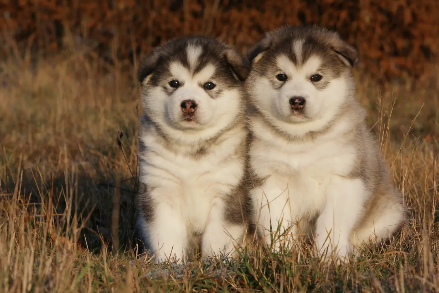 Buying an Alaskan Malamute puppy means taking responsibility! Buy Alaskan Malamute puppies.