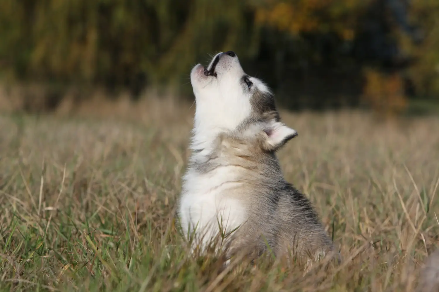 Buying an Alaskan Malamute puppy means taking responsibility! Buy Alaskan Malamute puppies.