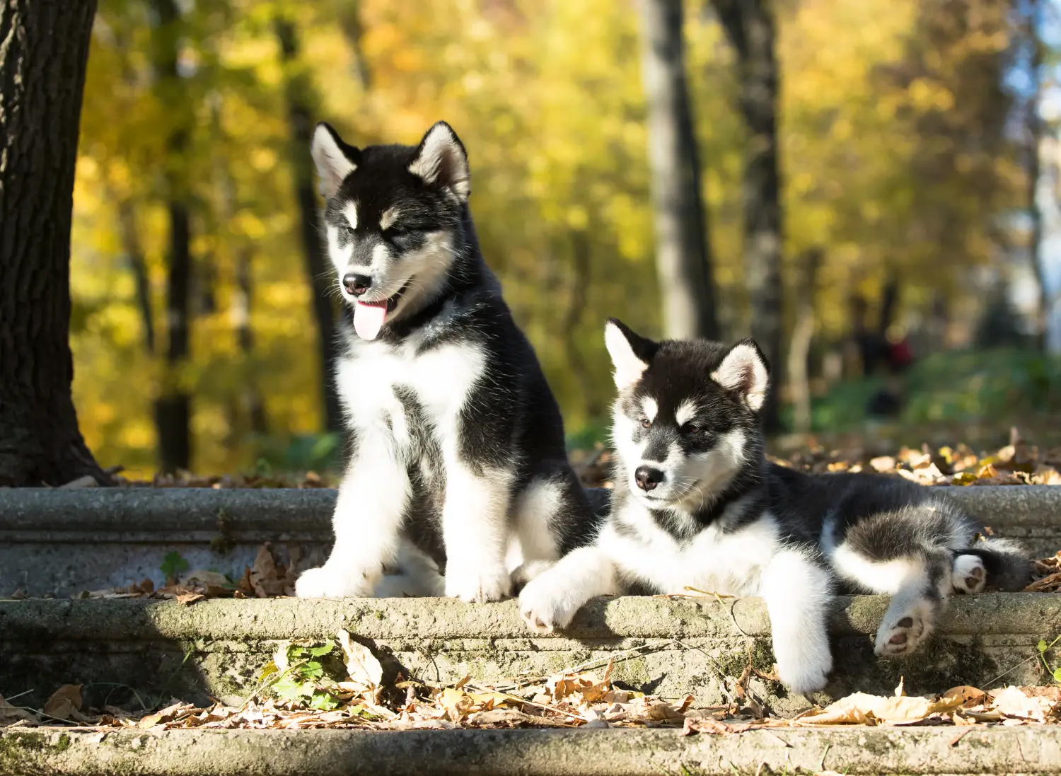 Buying an Alaskan Malamute puppy means taking responsibility! Buy Alaskan Malamute puppies.