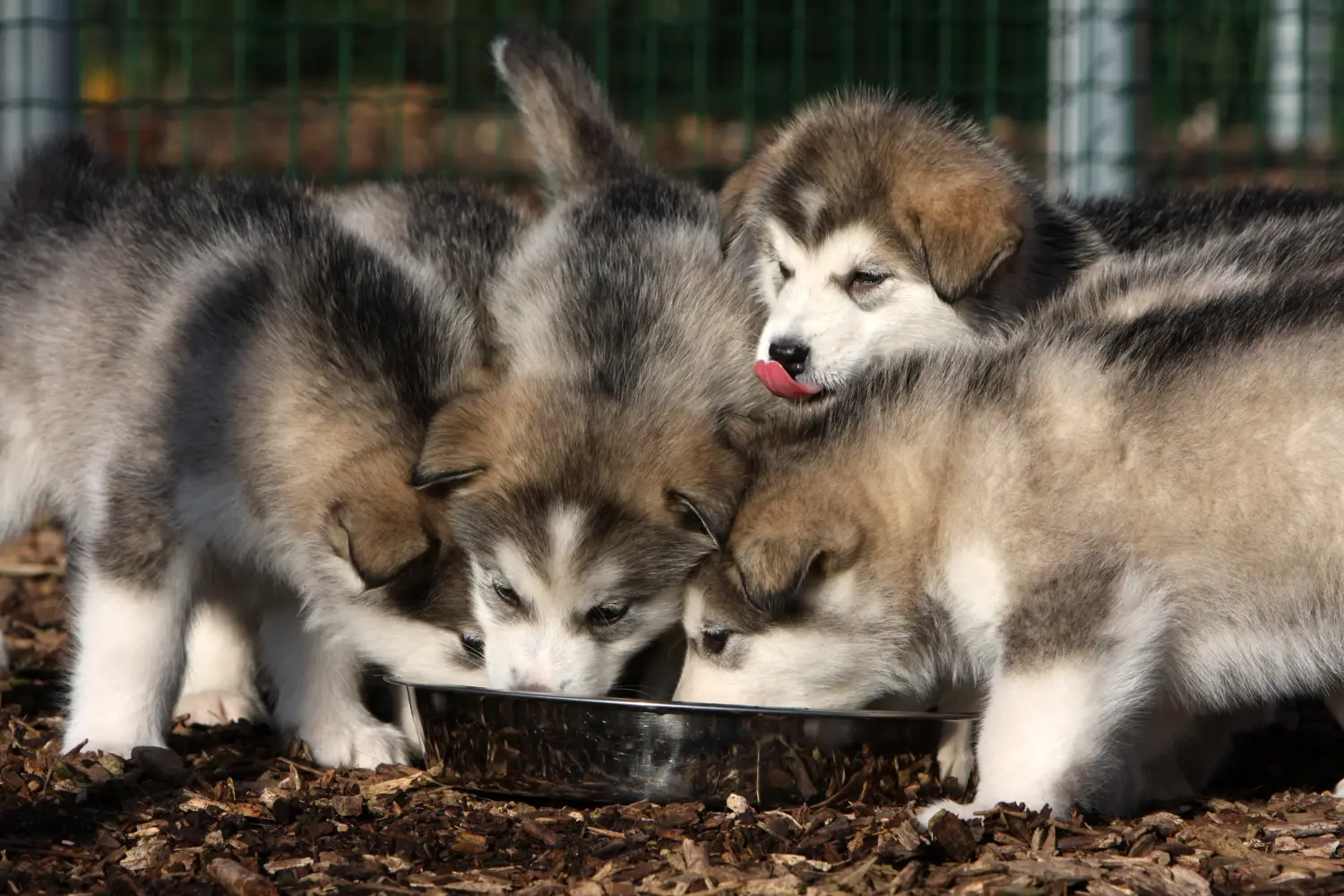 Buying an Alaskan Malamute puppy means taking responsibility! Buy Alaskan Malamute puppies.