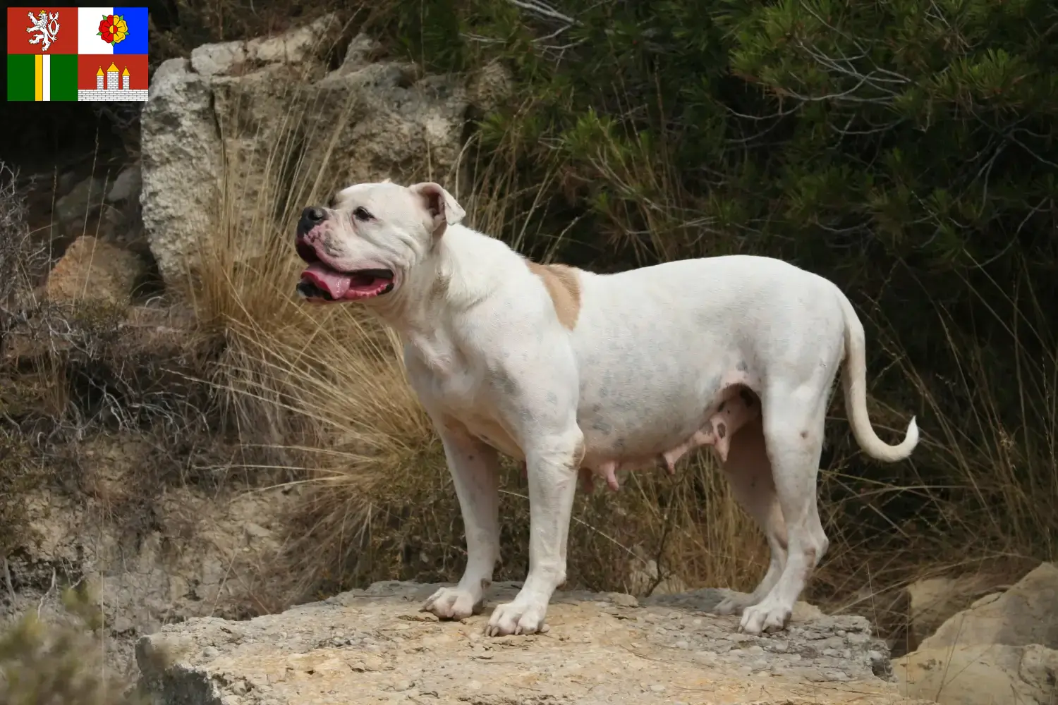 American Bulldog puppies and breeders South Bohemia Here you can find American Bulldogs breeders in South Bohemia.