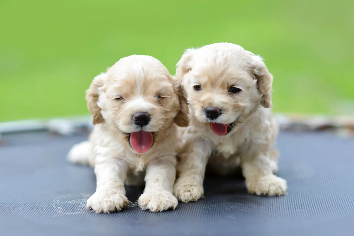 Buying an American Water Spaniel puppy means taking responsibility! Buy American Cocker Spaniel puppies.