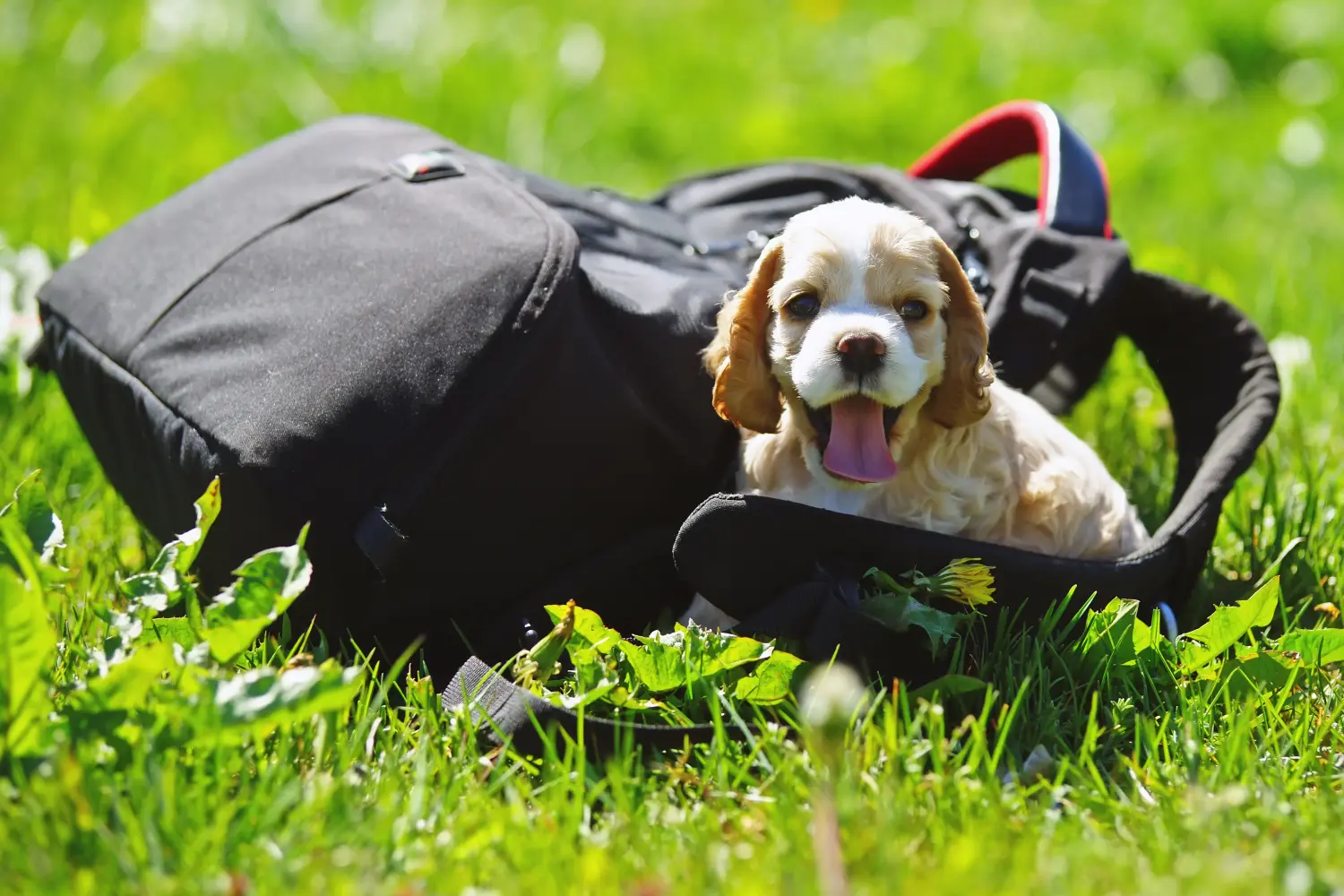 Buying an American Water Spaniel puppy means taking responsibility! Buy American Cocker Spaniel puppies.