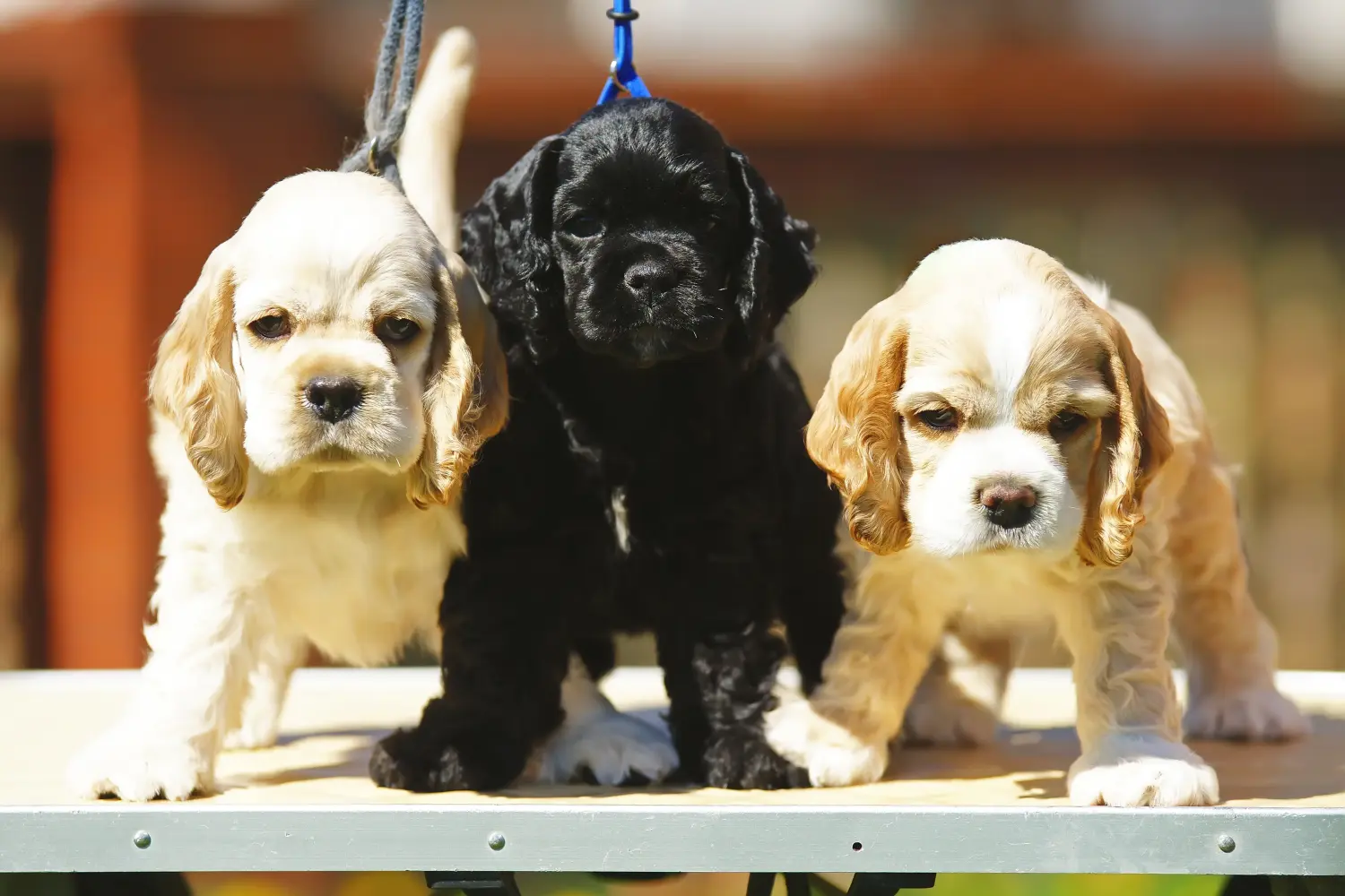Buying an American Water Spaniel puppy means taking responsibility! Buy American Cocker Spaniel puppies.