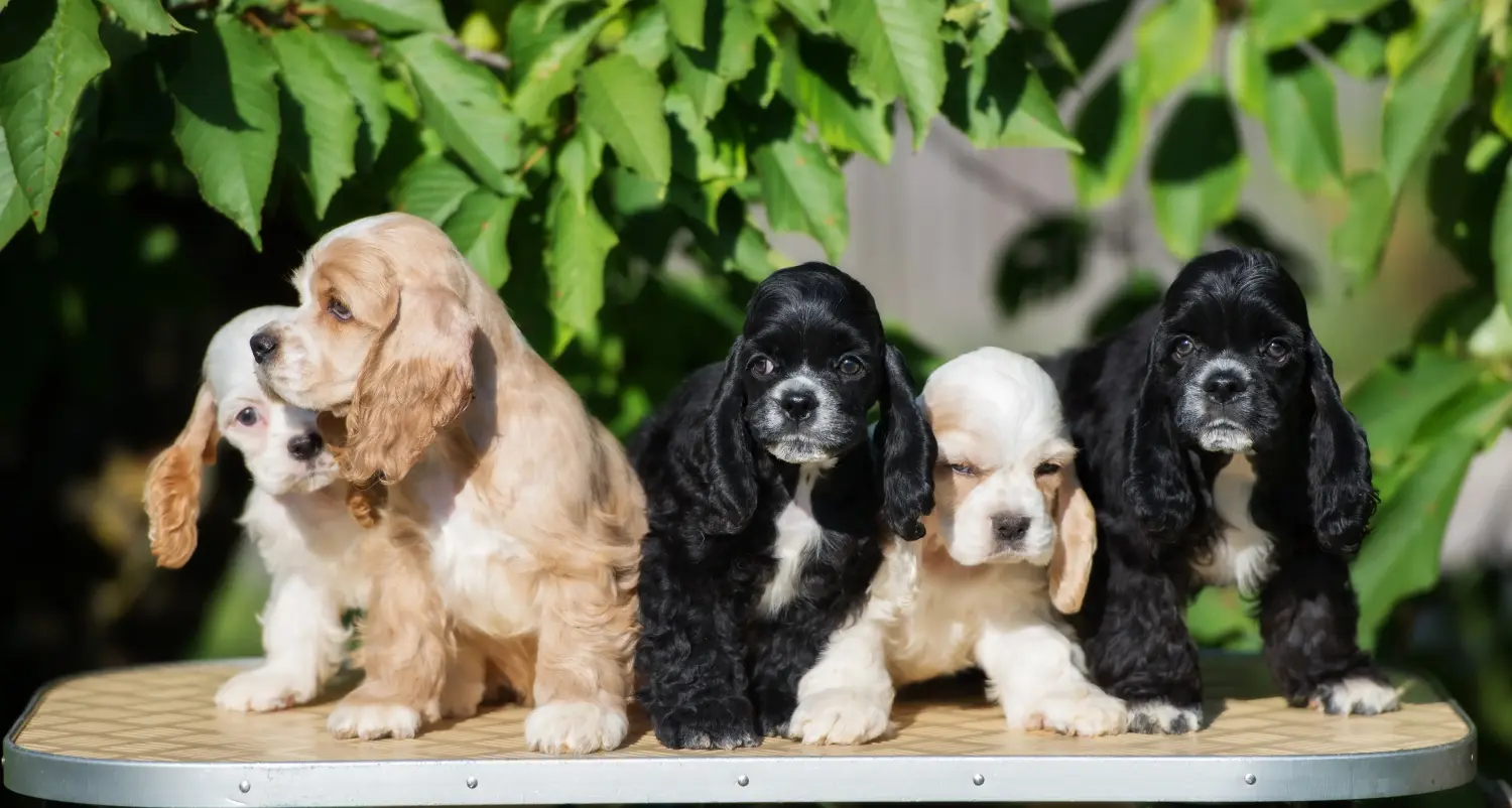 Buying an American Water Spaniel puppy means taking responsibility! Buy American Cocker Spaniel puppies.