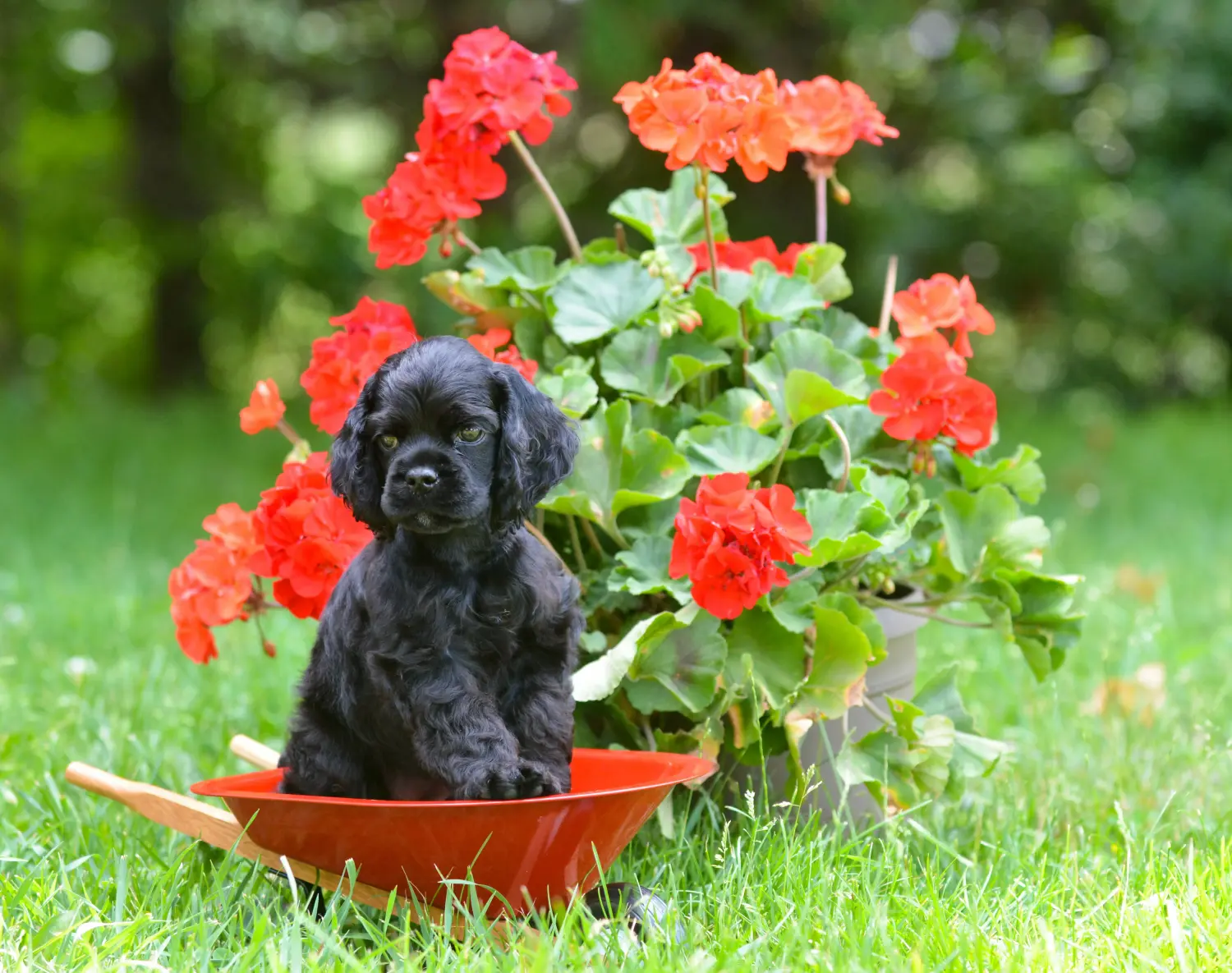 Buying an American Water Spaniel puppy means taking responsibility! Buy American Cocker Spaniel puppies.