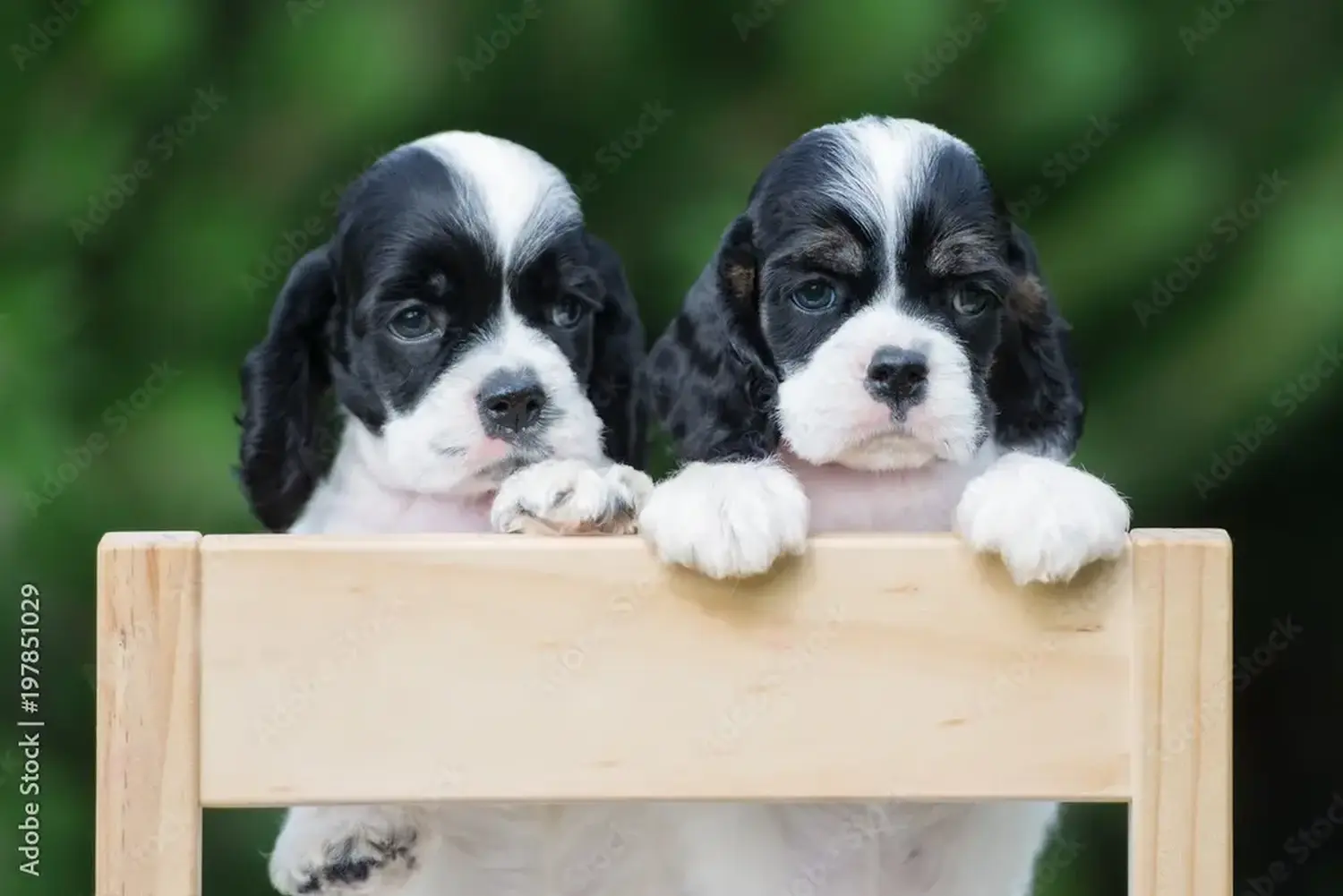 Buying an American Water Spaniel puppy means taking responsibility! Buy American Cocker Spaniel puppies.