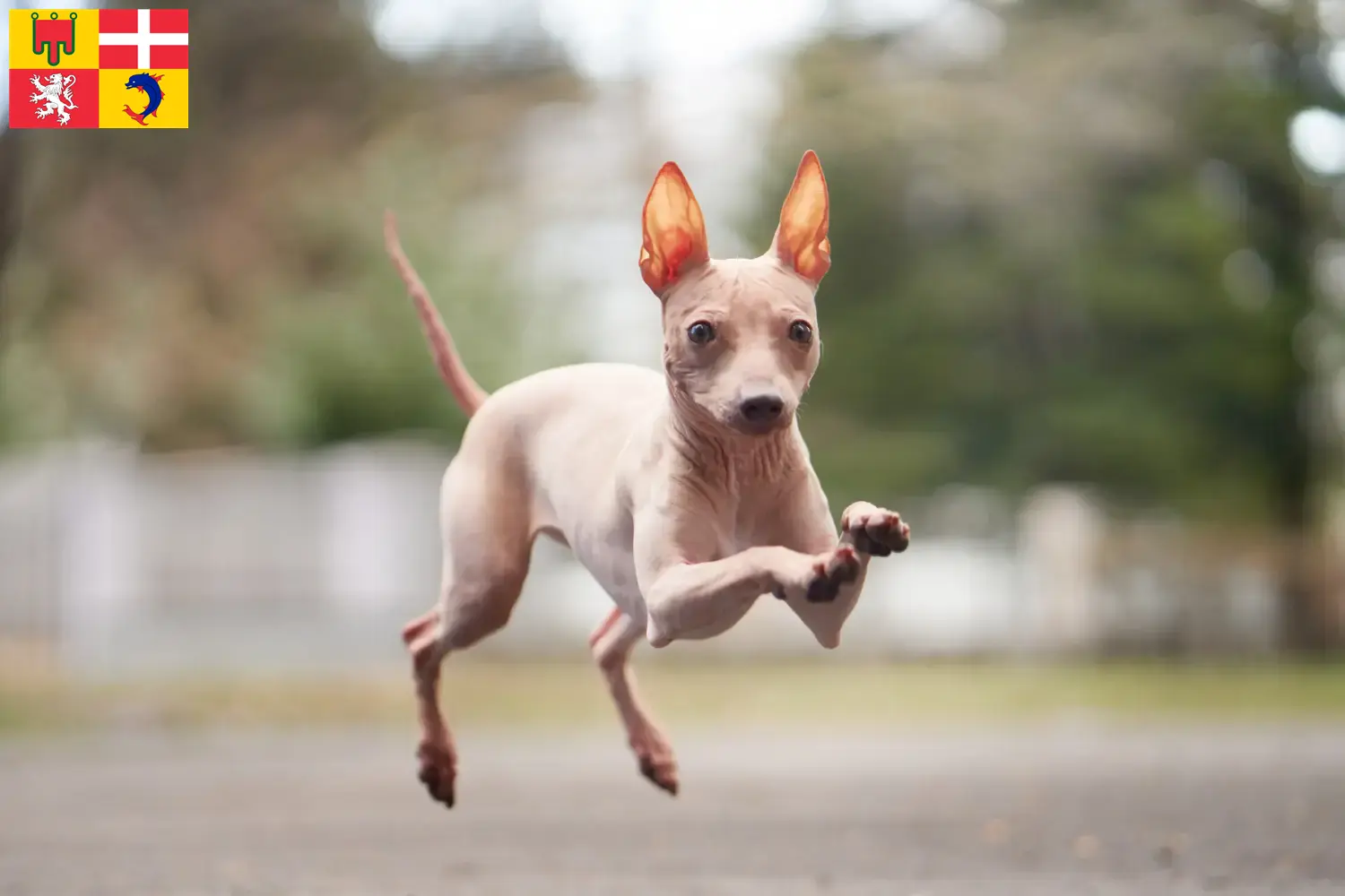 American Hairless Terrier puppies and breeders Auvergne-Rhône-Alpes Find American Hairless Terrier breeders in Auvergne-Rhône-Alpes.