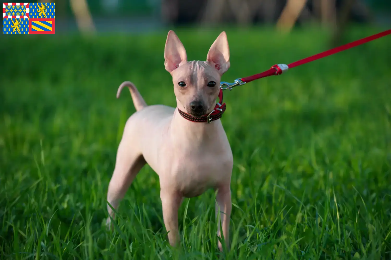 American Hairless Terrier puppies and breeders Bourgogne-Franche-Comté Find American Hairless Terrier breeders in Bourgogne-Franche-Comté.