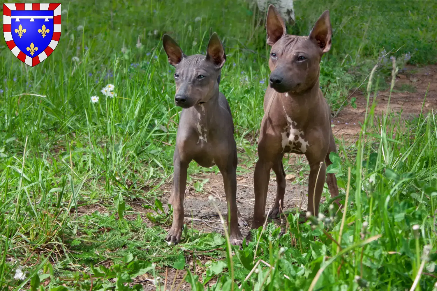American Hairless Terrier puppies and breeders Centre-Val de Loire Find American Hairless Terrier breeders in Centre-Val de Loire here.