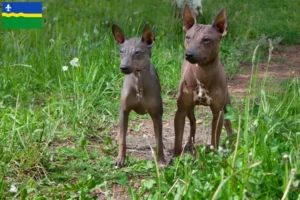 Read more about the article American Hairless Terrier breeders and puppies in Flevoland