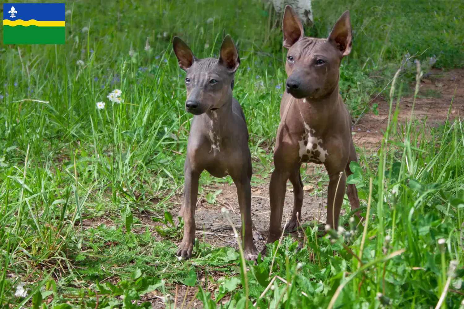 American Hairless Terrier puppies and breeders Flevoland Find American Hairless Terrier breeders in Flevoland here.