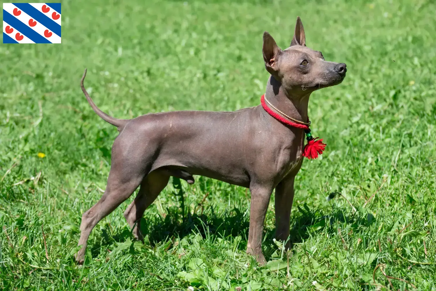 American Hairless Terrier puppies and breeders Friesland Find American Hairless Terrier breeders in Friesland here.