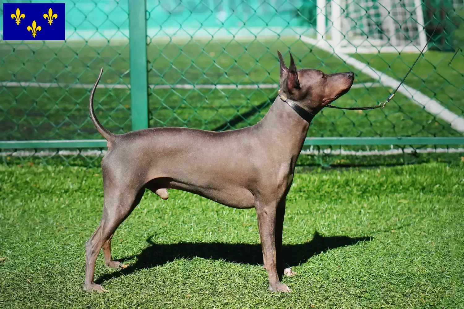 Read more about the article American Hairless Terrier breeders and puppies in Île-de-France