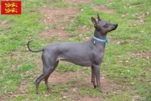 Read more about the article American Hairless Terrier breeders and puppies in Normandy