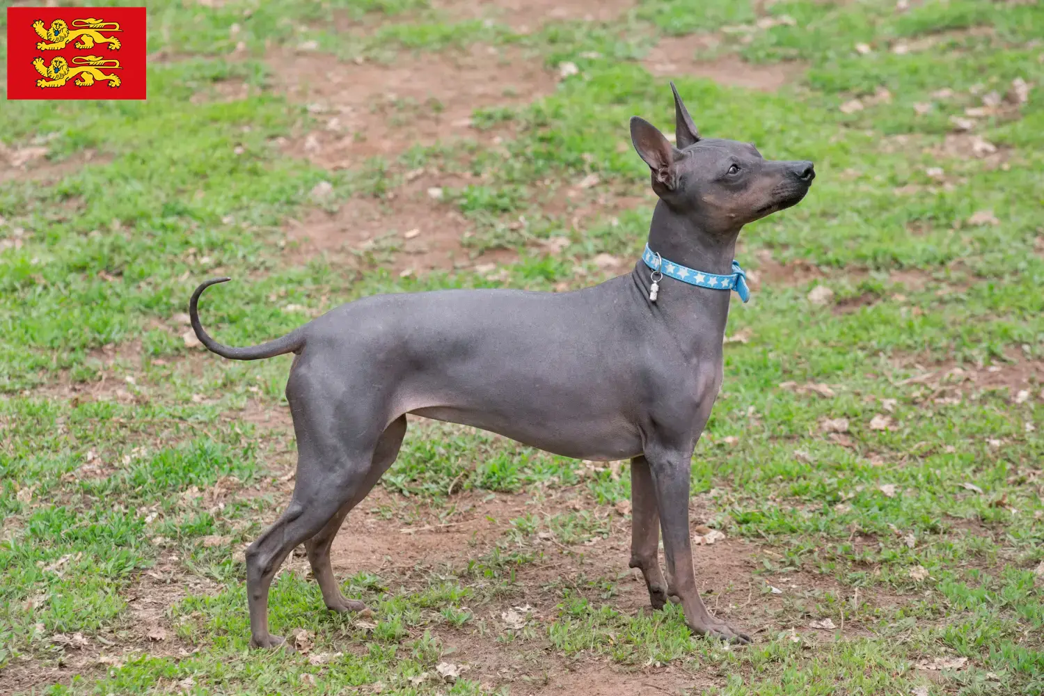 Read more about the article American Hairless Terrier breeders and puppies in Normandy