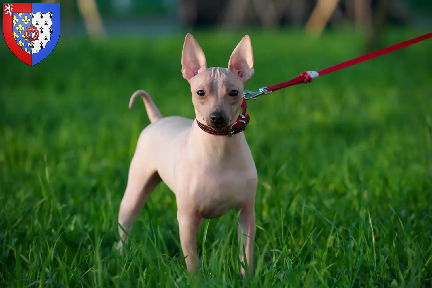 American Hairless Terrier puppies and breeders Pays de la Loire Find American Hairless Terrier breeders in Pays de la Loire here.
