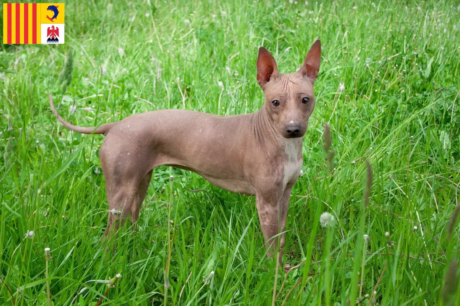 American Hairless Terrier puppies and breeders Provence-Alpes-Côte d'Azur Find American Hairless Terrier breeders in Provence-Alpes-Côte d'Azur.