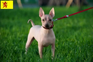 Read more about the article American Hairless Terrier breeders and puppies in South Holland